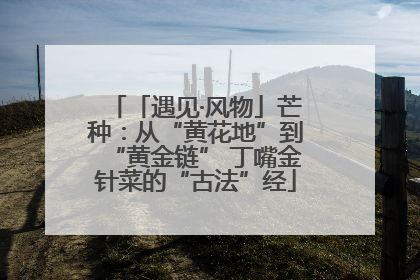 「遇见·风物」芒种：从“黄花地”到“黄金链” 丁嘴金针菜的“古法”经