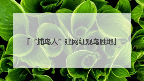 “捕鸟人”建网红观鸟胜地