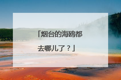 烟台的海鸥都去哪儿了？