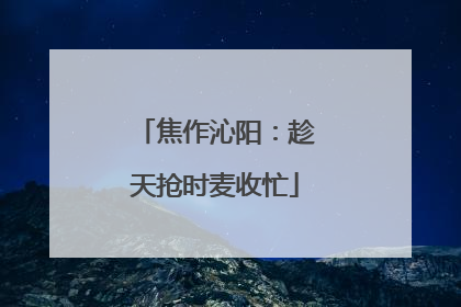 焦作沁阳：趁天抢时麦收忙