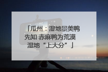 瓜州：湿地景美鸭先知 赤麻鸭为荒漠湿地“上大分”