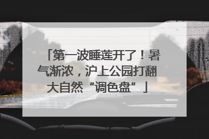 第一波睡莲开了！暑气渐浓，沪上公园打翻大自然“调色盘”
