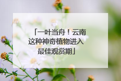 一叶当舟！云南这种神奇植物进入最佳观赏期