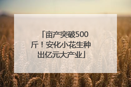 亩产突破500斤！安化小花生种出亿元大产业