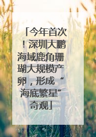 今年首次！深圳大鹏海域鹿角珊瑚大规模产卵，形成“海底繁星”奇观