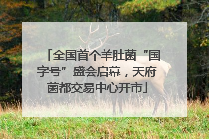 全国首个羊肚菌“国字号”盛会启幕，天府菌都交易中心开市