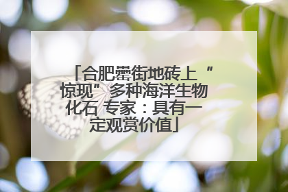 合肥罍街地砖上“惊现”多种海洋生物化石 专家：具有一定观赏价值