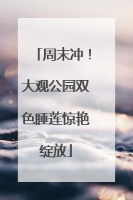 周末冲！大观公园双色睡莲惊艳绽放