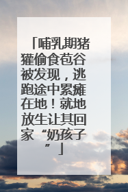 哺乳期猪獾偷食苞谷被发现，逃跑途中累瘫在地！就地放生让其回家“奶孩子”