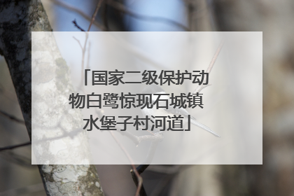 国家二级保护动物白鹭惊现石城镇水堡子村河道