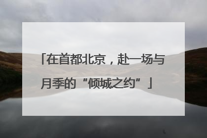 在首都北京，赴一场与月季的“倾城之约”