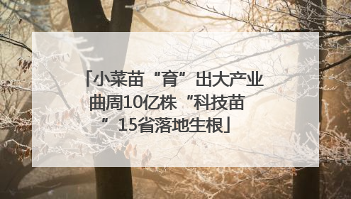 小菜苗“育”出大产业 曲周10亿株“科技苗”15省落地生根