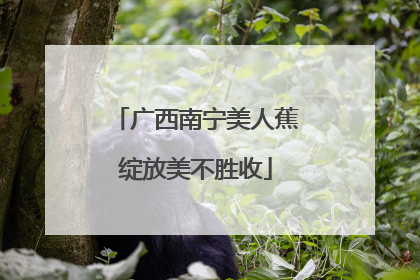 广西南宁美人蕉绽放美不胜收
