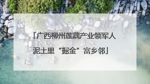 广西柳州莲藕产业领军人泥土里“掘金”富乡邻