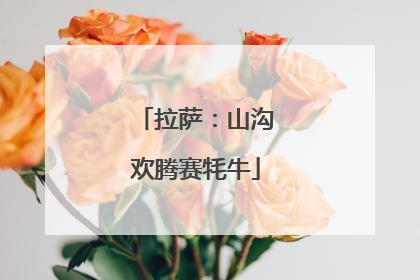 拉萨：山沟欢腾赛牦牛