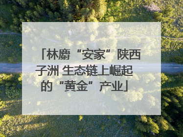 林麝“安家”陕西子洲 生态链上崛起的“黄金”产业