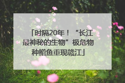 时隔20年！“长江最神秘的生物”极危物种鳤鱼重现赣江