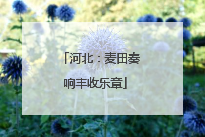 河北：麦田奏响丰收乐章