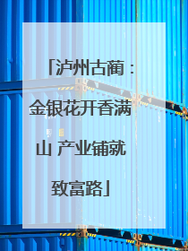 泸州古蔺：金银花开香满山 产业铺就致富路