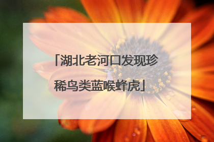 湖北老河口发现珍稀鸟类蓝喉蜂虎
