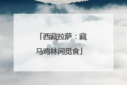 西藏拉萨：藏马鸡林间觅食