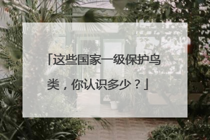 这些国家一级保护鸟类，你认识多少？