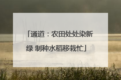 通道：农田处处染新绿 制种水稻移栽忙