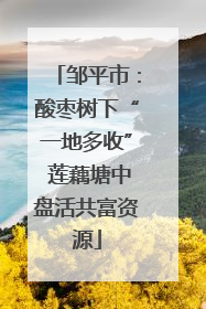 邹平市：酸枣树下“一地多收” 莲藕塘中盘活共富资源