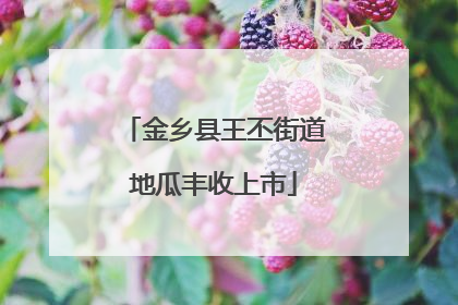 金乡县王丕街道地瓜丰收上市