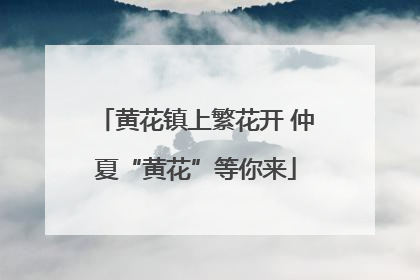 黄花镇上繁花开 仲夏“黄花”等你来