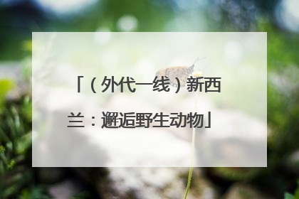（外代一线）新西兰：邂逅野生动物