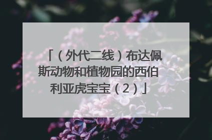 （外代二线）布达佩斯动物和植物园的西伯利亚虎宝宝（2）