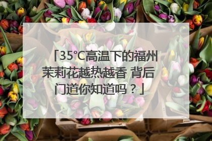 35℃高温下的福州茉莉花越热越香 背后门道你知道吗？